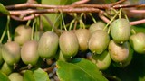 Phát sốt kiwi bé như quả nho, giá triệu đồng/kg, chị em tranh nhau mua