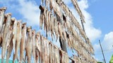 Về Cà Mau xem nghề khô cá truyền thống "hốt bạc"