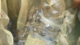 Nuôi con bán Tết: Cá lồng đặc sản sông Đà, xuân nào bán cũng chạy