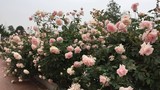 Vườn hồng "cả trời thương nhớ" của mẹ 7X như gái đôi mươi