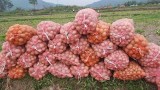 Hàng tấn khoai tây ế chờ "cứu", vẫn nhập khoai rẻ bèo từ Trung Quốc