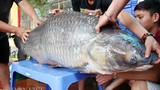Hành trình đưa cá trắm đen khủng nhất Việt Nam lên bàn tiệc
