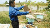 Độc chiêu nuôi ong bằng thùng xốp, mật thu đều đều