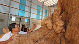 Ngắm gốc cây cổ 30 tỷ không bán ở Sóc Trăng