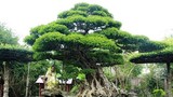 “Siêu thị” cây thế tiền tỷ ở Điền Xá 