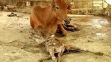 Đổ xô đi xem bò mẹ đẻ bê con 8 chân ở Đồng Tháp 