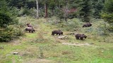 Rộ tin gấu rừng xuất hiện ở ngoại ô Nha Trang