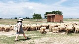 Giới trẻ đến Ninh Thuận trở thành dân chăn cừu đích thực
