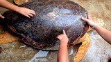 Rùa biển quý hiếm nặng 70 kg mắc lưới ngư dân