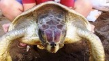 Thả  rùa biển quý hiếm từng “đi lạc” vào nhà xưởng 