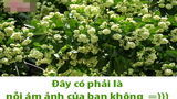 Dân mạng chế ảnh "kỳ thị" hoa sữa vì mùi quá nồng nặc