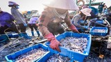 Muôn màu bức tranh chợ cá Bến Do sáng sớm ở Quảng Ninh