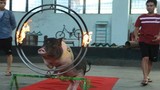 Video: Xem lợn trổ tài nhảy qua vòng lửa, sút bóng vào lưới