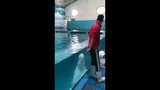 Video: Chàng trai nhận điều bất ngờ từ cá heo trắng