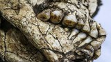 Phát hiện bộ xương 6.000 năm tuổi còn nguyên vẹn dưới công trường