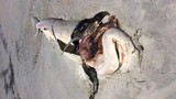 Phẫn nộ cá mập bị moi ruột, lấy hàm, phơi xác trên bờ
