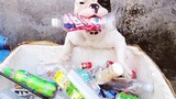 Chú chó nhỏ "siêu đáng yêu" đam mê nhặt ve chai bảo bệ môi trường