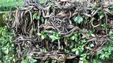 Kinh dị “hòn đảo nọc độc” bị hơn 400.000 con rắn xâm chiếm