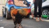 Tiếng gáy của một con gà làm nước Pháp chia rẽ dữ dội 