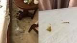 Cặp đôi lén đem chó vào khách sạn còn để lại thứ "kinh hãi" trên giường