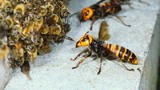 Video: Đàn ong bắp cày tấn công, cướp tổ đối thủ 