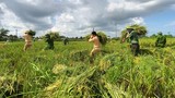 Hình ảnh công an xuống đồng giúp dân gặt lúa chạy bão