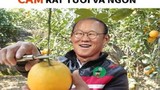Ảnh chế bóng đá: Đội tuyển Việt Nam ăn ngon trái cam
