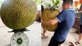 Netizen tò mò quả chủ nhà bổ quả mít "khủng" gần 55kg