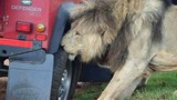 Sư tử đực cắn thủng lốp ô tô để khoe vẻ 'nam tính' với con cái 