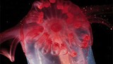 Video: Bất ngờ quái vật gà không đầu dưới biển sâu