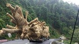 3 cây đa sộp "quái thú" lọt cửa Đắk Lắk thế nào?