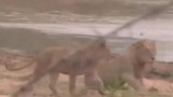 Clip: Sư tử hả hê sau khi áp sát, đánh lén báo hoa mai