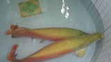 "Thú" nuôi cá cảnh khủng, tiền tỷ của đại gia Việt