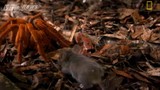 Nhện rừng khổng lồ săn chuột trong chớp mắt