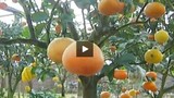 Vườn cây với 9 loại quả khác nhau độc nhất Hà Nội