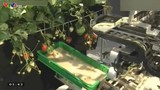 Thích thú xem robot hái dâu tây như người