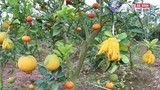 Tận mắt vườn cây 9 loại quả của lão nông Hà Nội