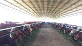 Trang trại bò của bầu Đức ở Lào có gì độc?