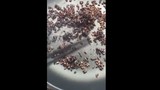 Xôn xao clip gạo nhựa đốt cháy khét lẹt ở TP HCM