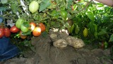 Ngạc nhiên loại cây “đẻ” ra khoai tây và cà chua