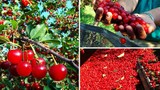 Thu hoạch cả cây cherry chỉ trong một cái rung lắc