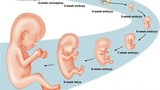 Video dễ hiểu nhất về 42 tuần phát triển của thai nhi