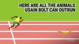 Vua tốc độ Olympic 2016 chạy nhanh hơn những động vật nào?
