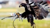 Xem Không quân Pháp dùng chiến binh đại bàng săn UAV