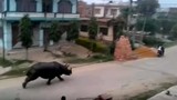 Cả khu phố náo loạn vì tê giác “khủng” truy đuổi người