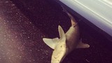 Mỹ: Cá mập xuất hiện trên tàu điện ngầm