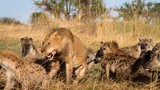 Ảnh động vật tuần qua: Đàn linh cẩu "quây" sư tử