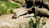 Đàn voi hợp sức cứu voi con đuối nước