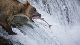 Cận cảnh gấu đói chầu chực săn cá hồi 