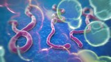 Thuốc thử nghiệm Ebola hiệu quả với trên khỉ